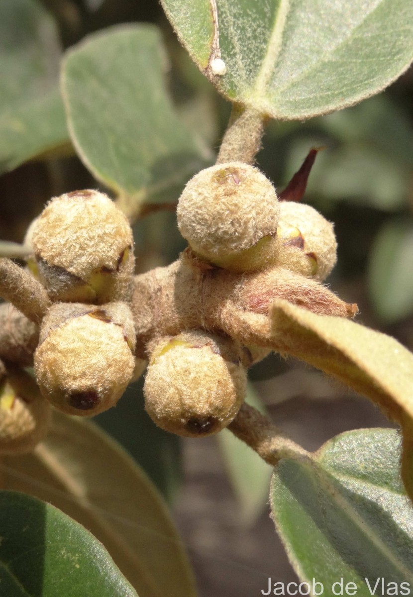 Ficus mollis Vahl